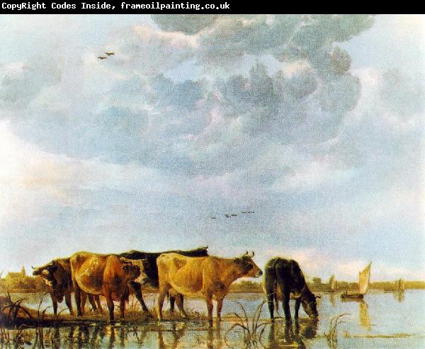 CUYP, Aelbert Cows in the Water