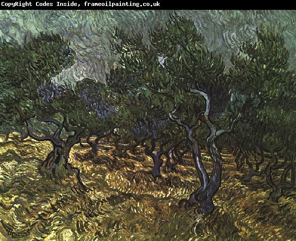 Vincent Van Gogh The Olive Grove