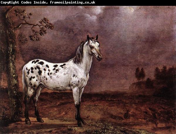 POTTER, Paulus The Spotted Horse af