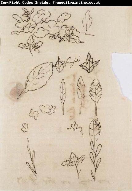 Johann Wolfgang von Goethe Leaf shapes