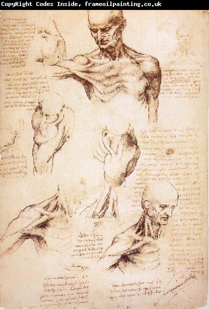 LEONARDO da Vinci The muscles of Thorax and shoulders in a lebnden person