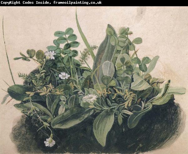 unknow artist Small Clump of Wayside Plants