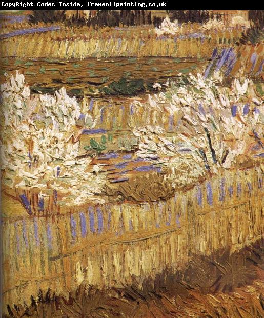 Vincent Van Gogh Detail of blooming peach