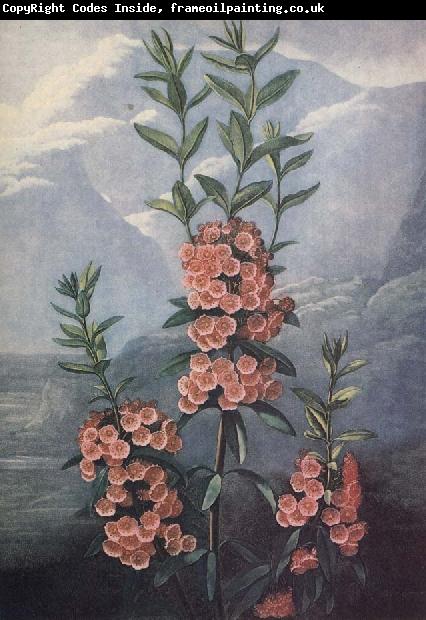 unknow artist slaktet kalmia ar uintergrona buskar med vackra blommor och dekorativt finns sju arter i stra nordamerika