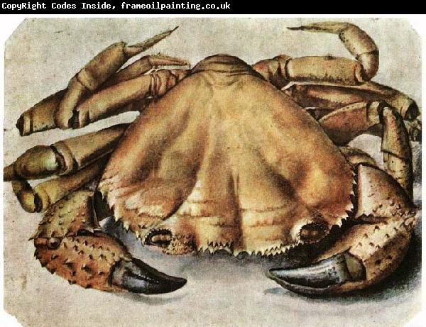 Albrecht Durer Lobster 1495 Watercolour and gouache