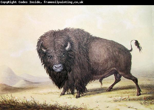 unknow artist George Catlin Bull Buffalo
