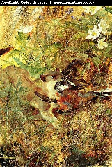 bruno liljefors Weasel with Chaffinch