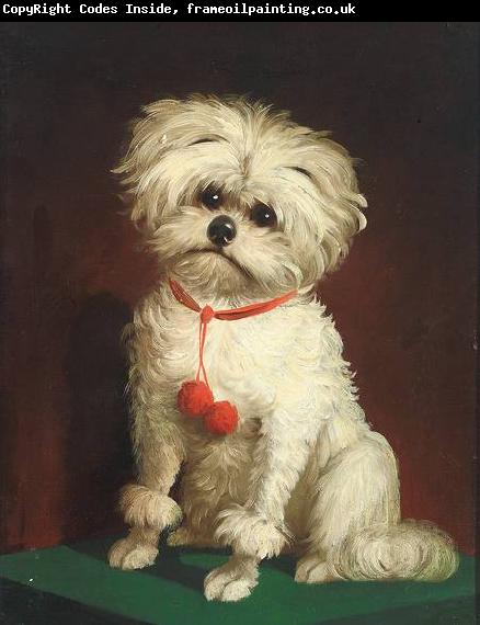 Anonymous Portrait of a Maltese dog
