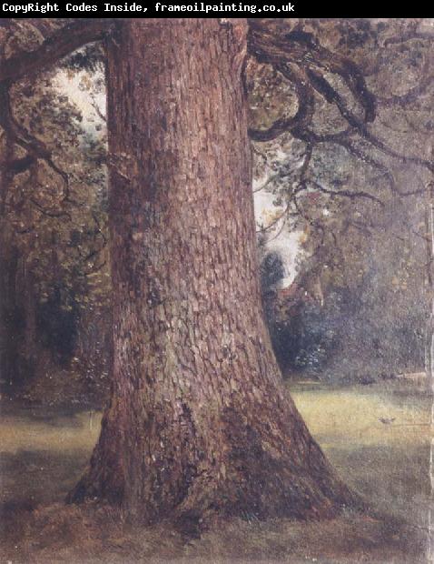 John Constable Study of the trunk of an elm tree