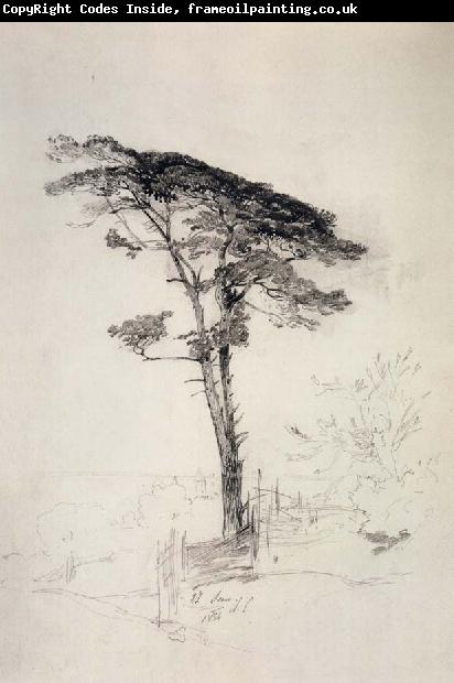 A.K.Cabpacob Pine Tree